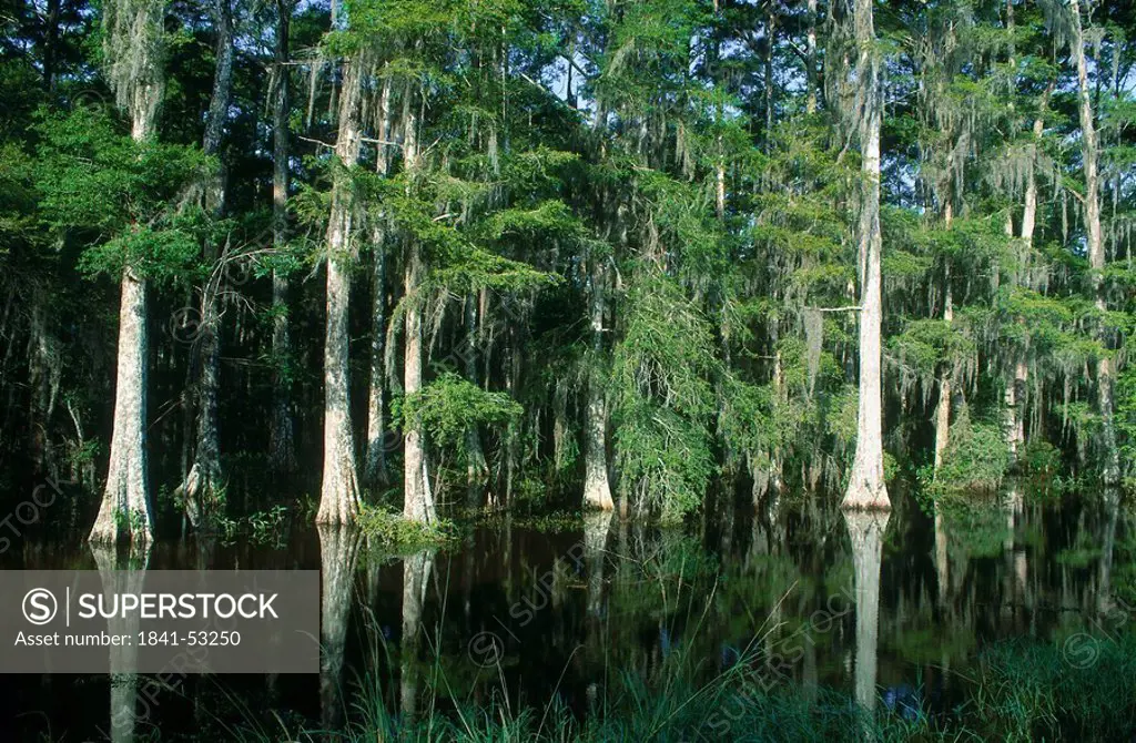 Cypress trees in cypress swamp, Bayou, Atchafalaya Basin, Louisiana, USA