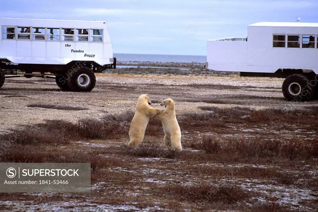 Two polar bears fighting in tundra, Cape Churchill, Canada