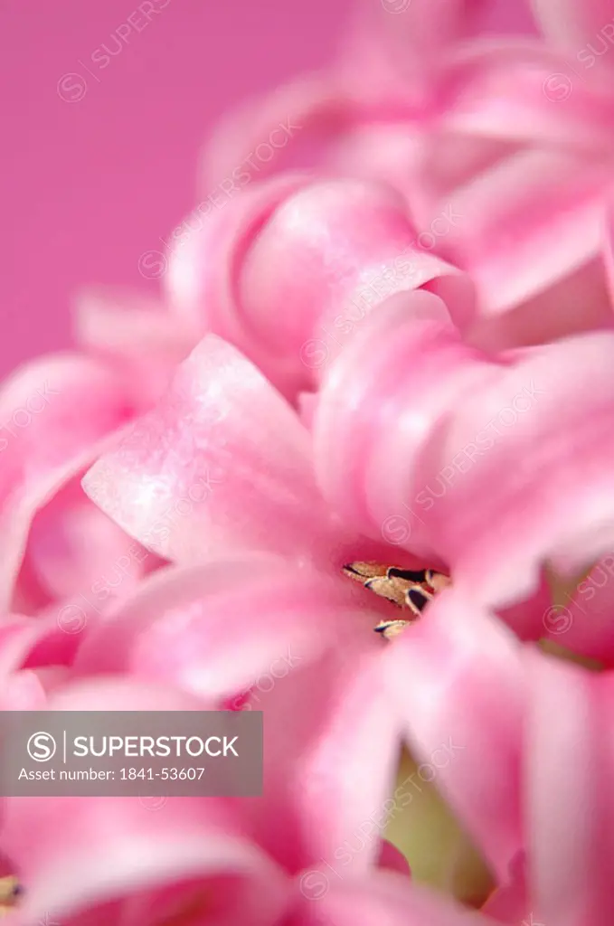 Close_up of blooming flowers of pink Hyacinthus Orientalis