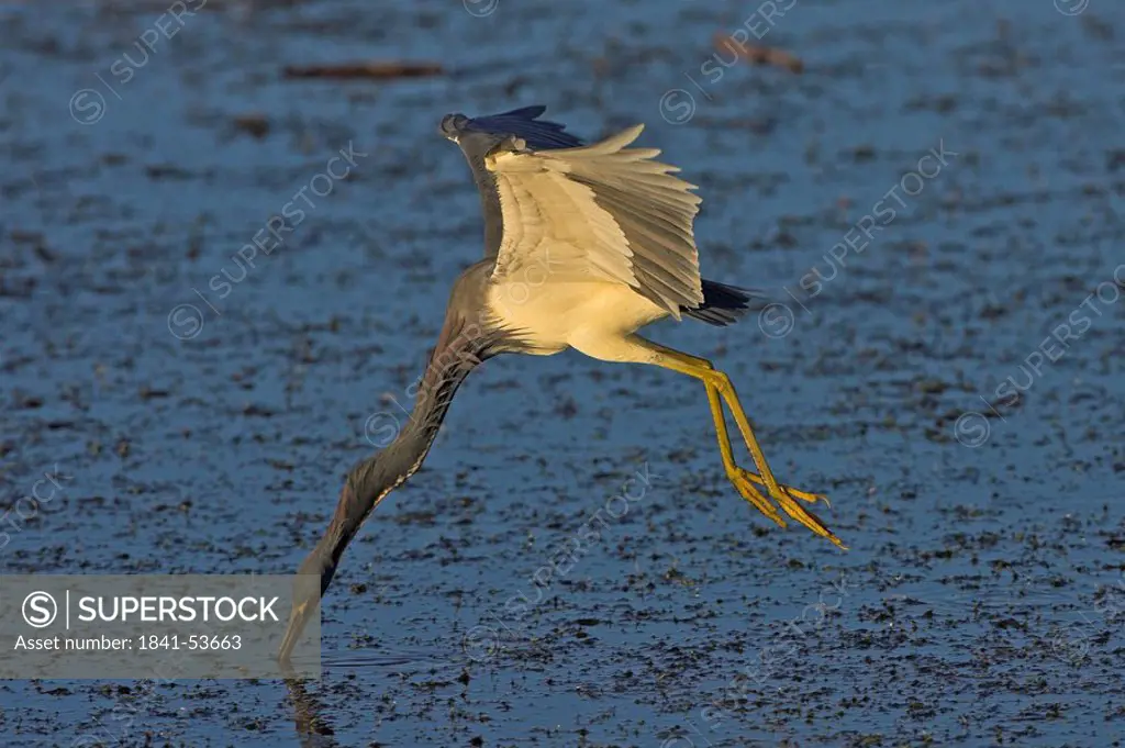Close_up of Tricolored Heron Egretta tricolor foraging in water while flying