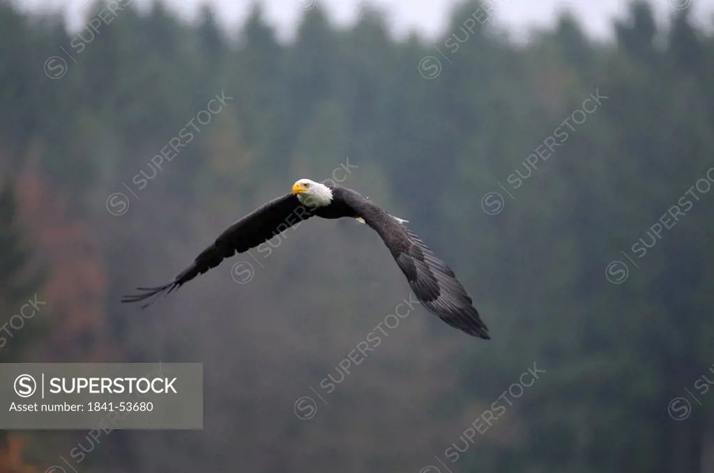 Bald eagle Haliaeetus leucocephalus in flight