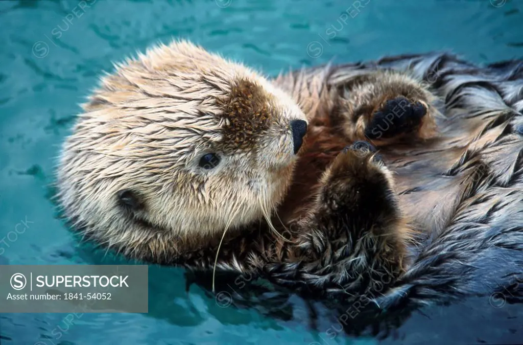 Close_up of River otterLutra canadensis swimming in water