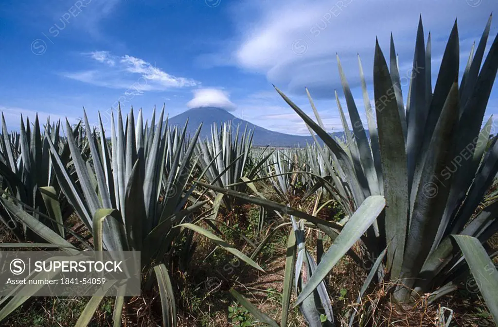 Plants on rural landscape under cloudy sky, El Salvador