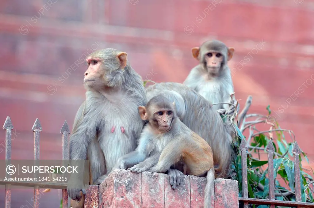 Monkeys sitting on pillar, Taj Mahal, Agra, Uttar Pradesh, India