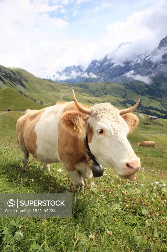 Cow standing in field, Bernese Oberland, Bern, Switzerland