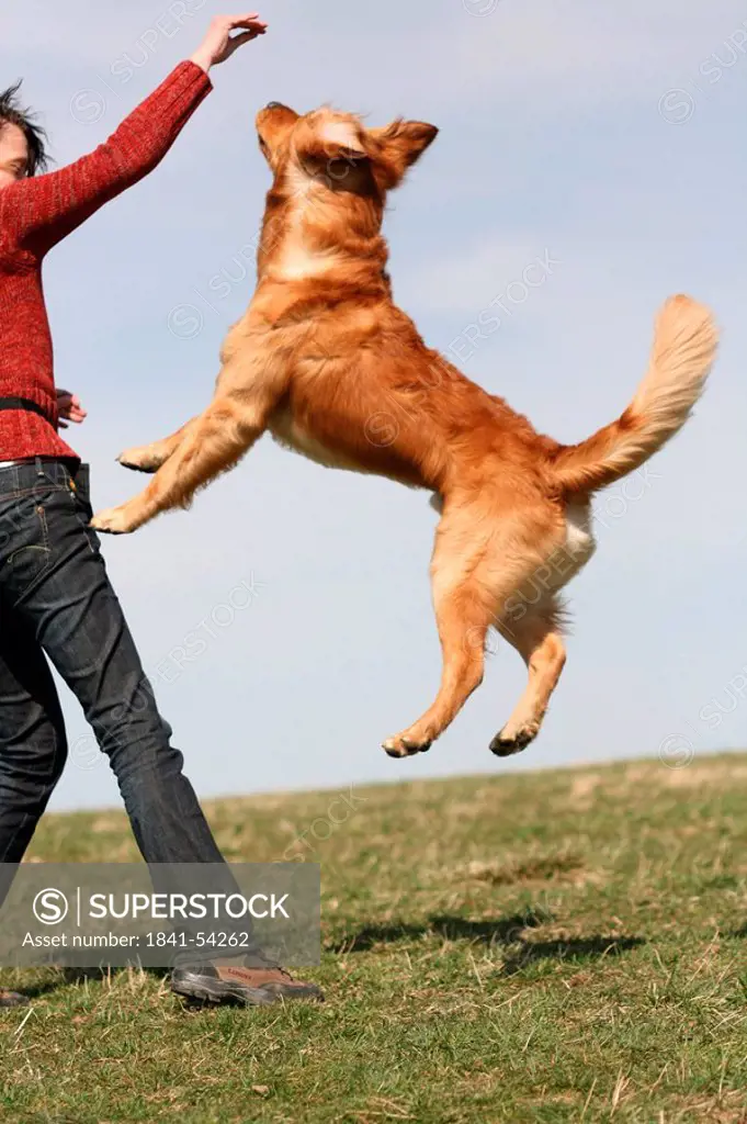 Woman playing with Golden Retriever in field