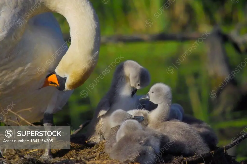 Close_up of Mute swan Cygnus olor with its cygnets in nest
