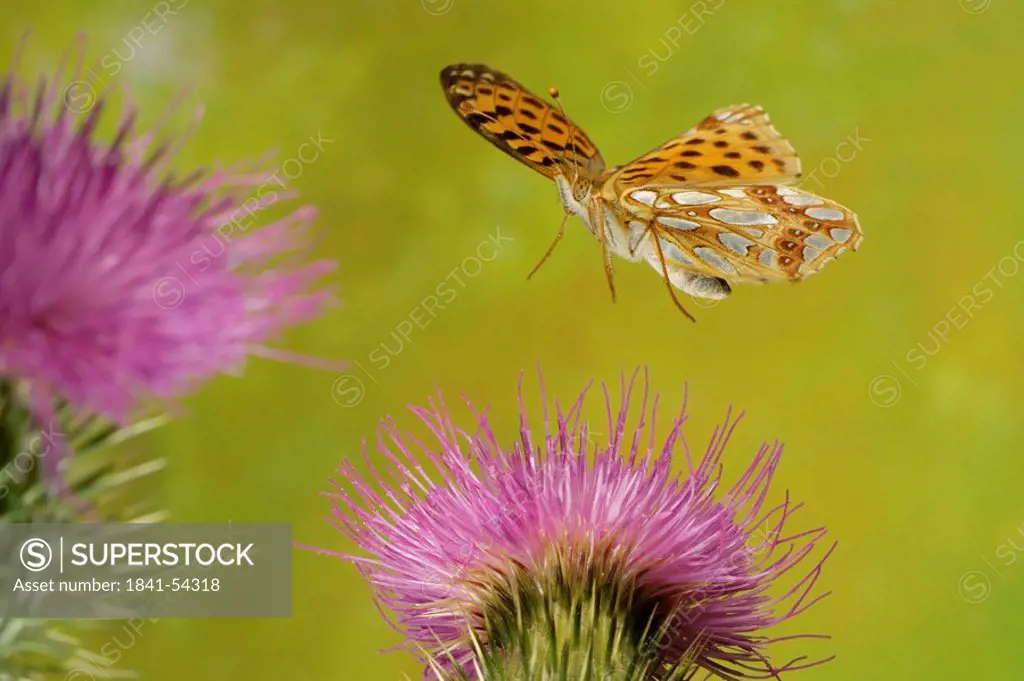 Close_up of Queen of Spain Fritillary Issoria lathonia butterfly flying over thistle flower