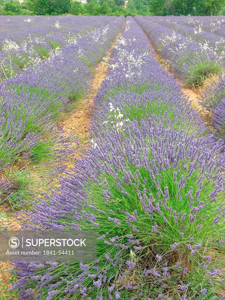 Lavender field diminishing into perspective, Plateau De Valensole, Alpes_De_Haute_Provence, France