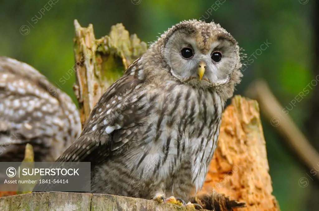 Close_up of Ural owl Strix uralensis on wooden post, Bavarian Forest National Park, Bavaria, Germany