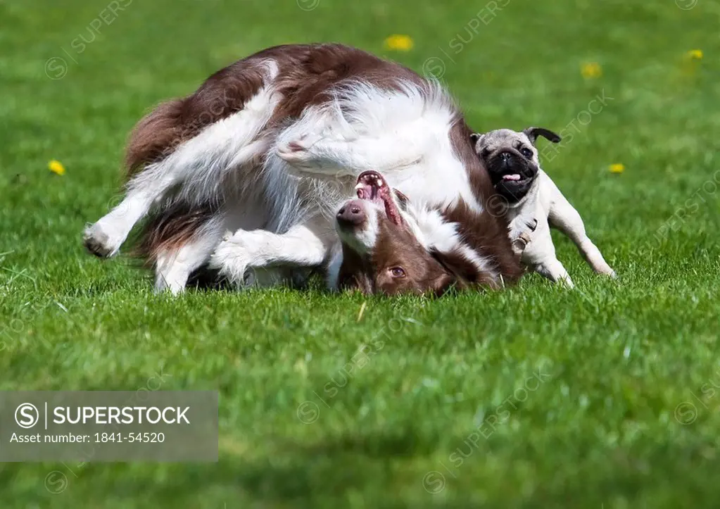 Border Collie and pug puppy playing on lawn