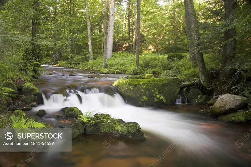 Forest stream, Baden_Wuerttemberg, Germany