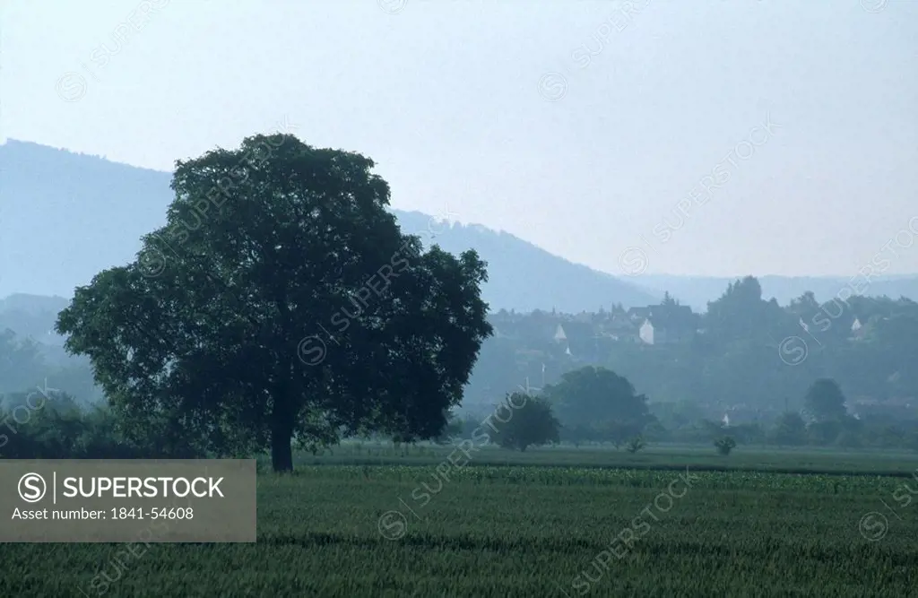 Trees on rural landscape, Belfry, Germany