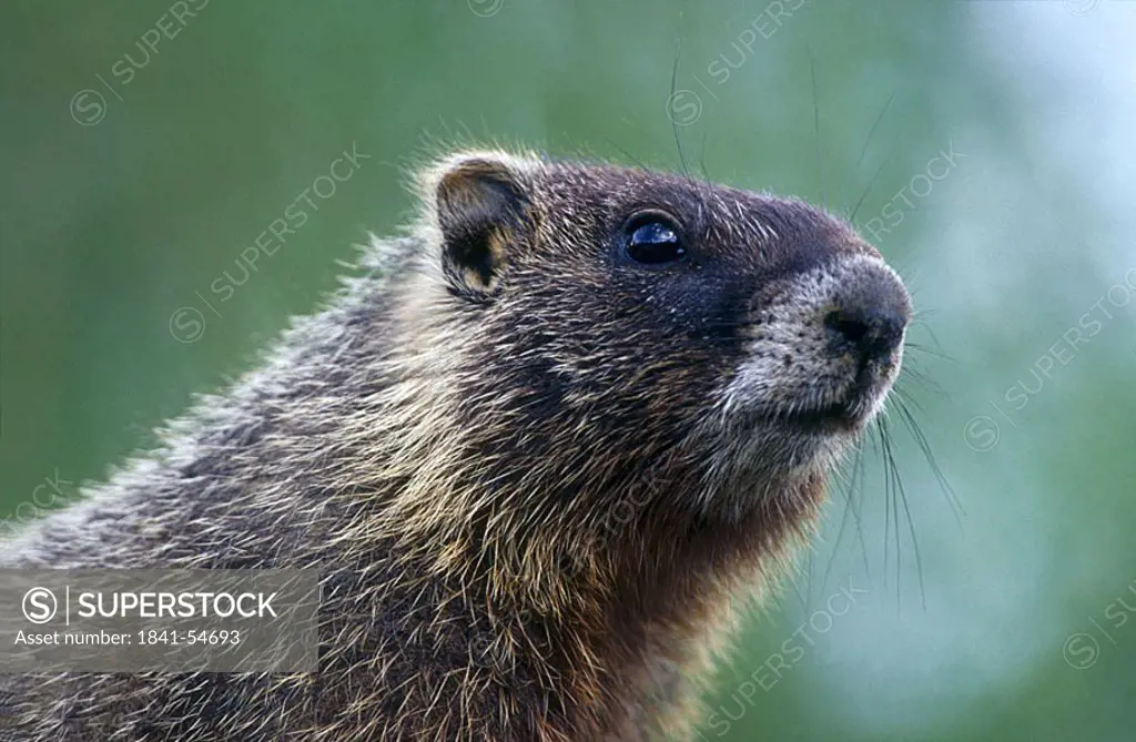 Close_up of Marmot, USA