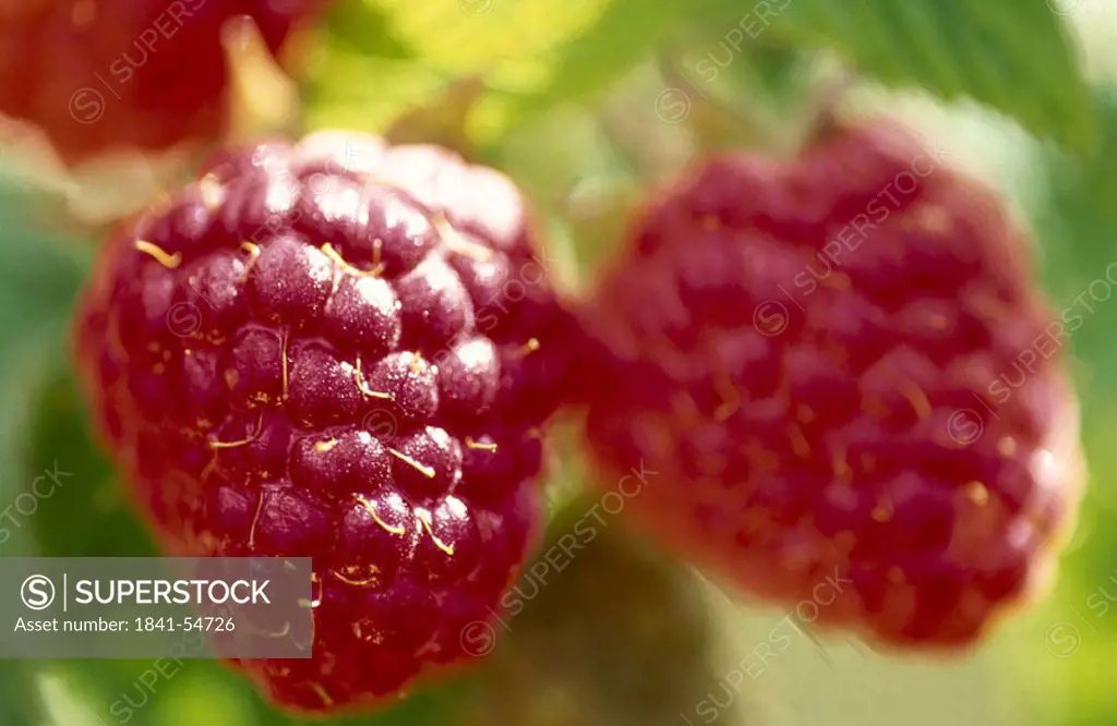Close_up of raspberries