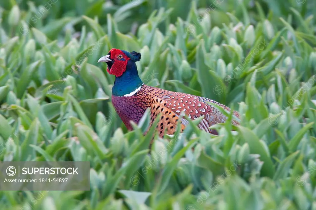 Close_up of pheasant in field