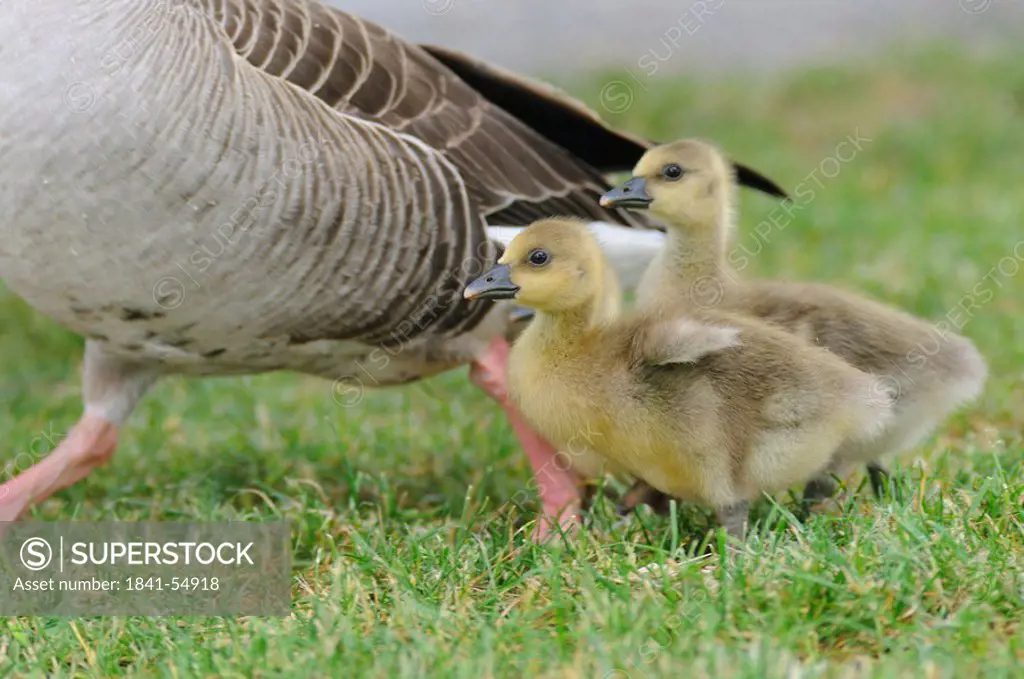 Graylag goose Anser Anser with its goslings in field