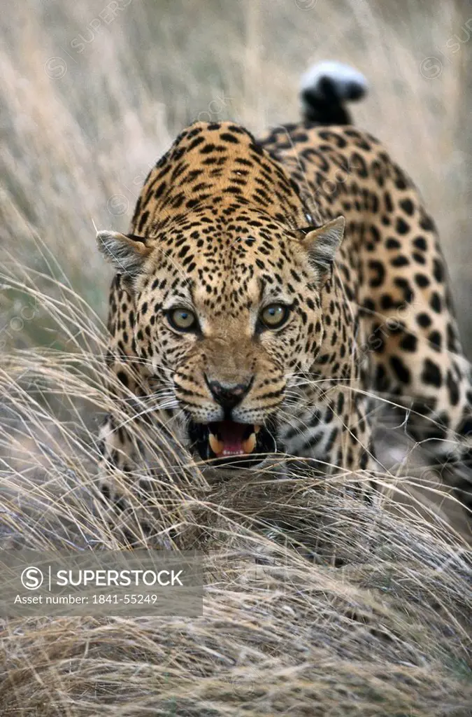 Close_up of leopard, Africa