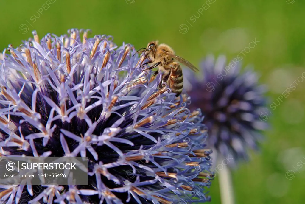 Honeybee on Echinops ritro flower