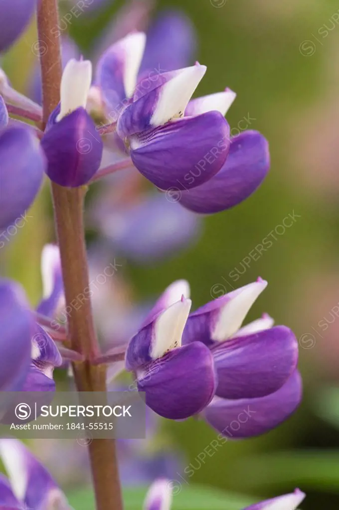 Close_up of Lupines