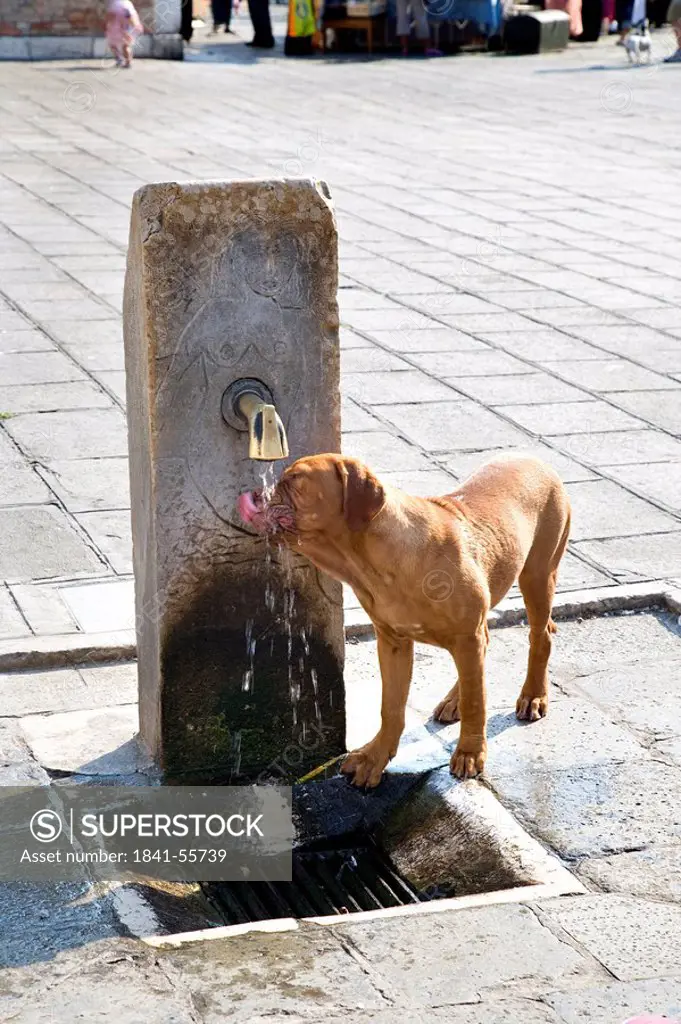 Dog drinking from water fountain, Venice, Italy, elevated view