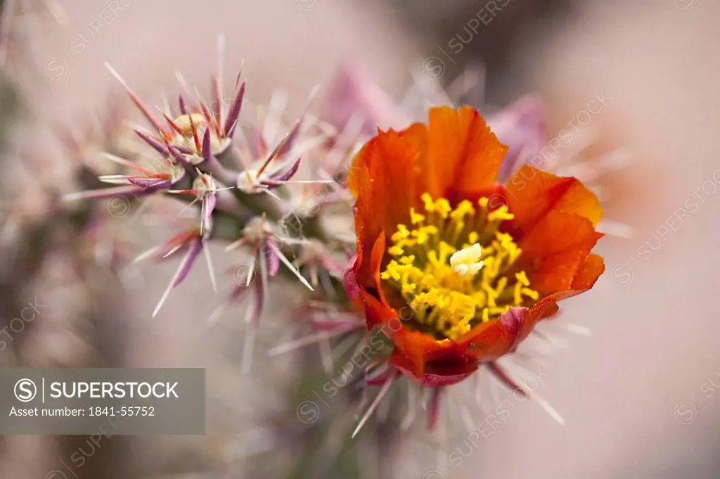 Flowering cactus in the Desert Botanical Garden, Phoenix, Arizona, USA, close_up