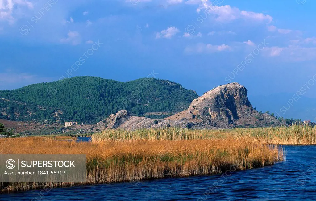 Weeds in lake, Lake Koycegiz, Turkey