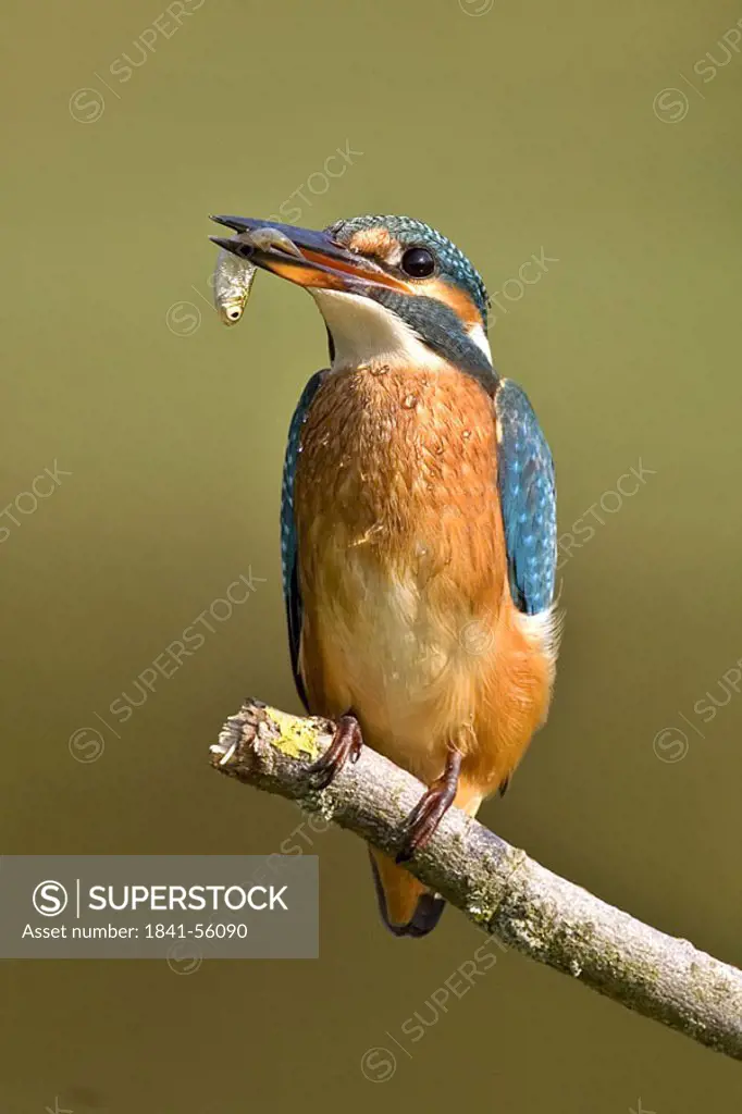 Close_up of Common Kingfisher Alcedo atthis bird perching on branch with fish in its beak