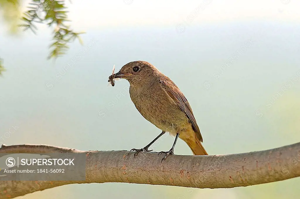 Close_up of Black Redstart Phoenicurus ochruros bird perching on branch with insect in its beak