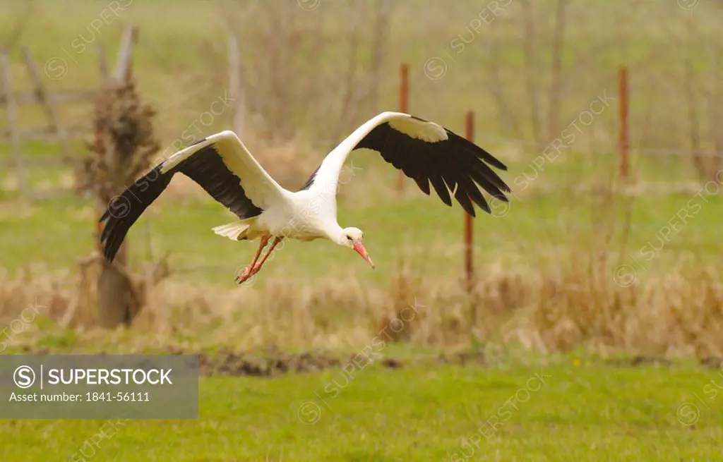 White Stork Ciconia ciconia in flight