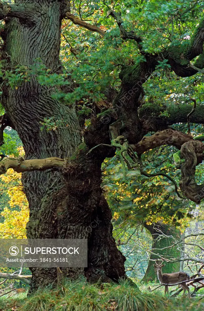 Pedunculate Oak Quercus robur tree and Fallow deer Cervus dama in forest, Copenhagen, Sjaelland, Denmark