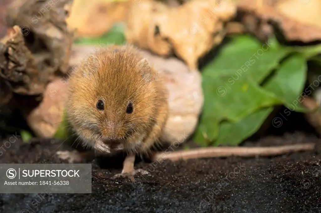 Mouse, Muridae, Geesthacht, Schleswig_Holstein, Germany