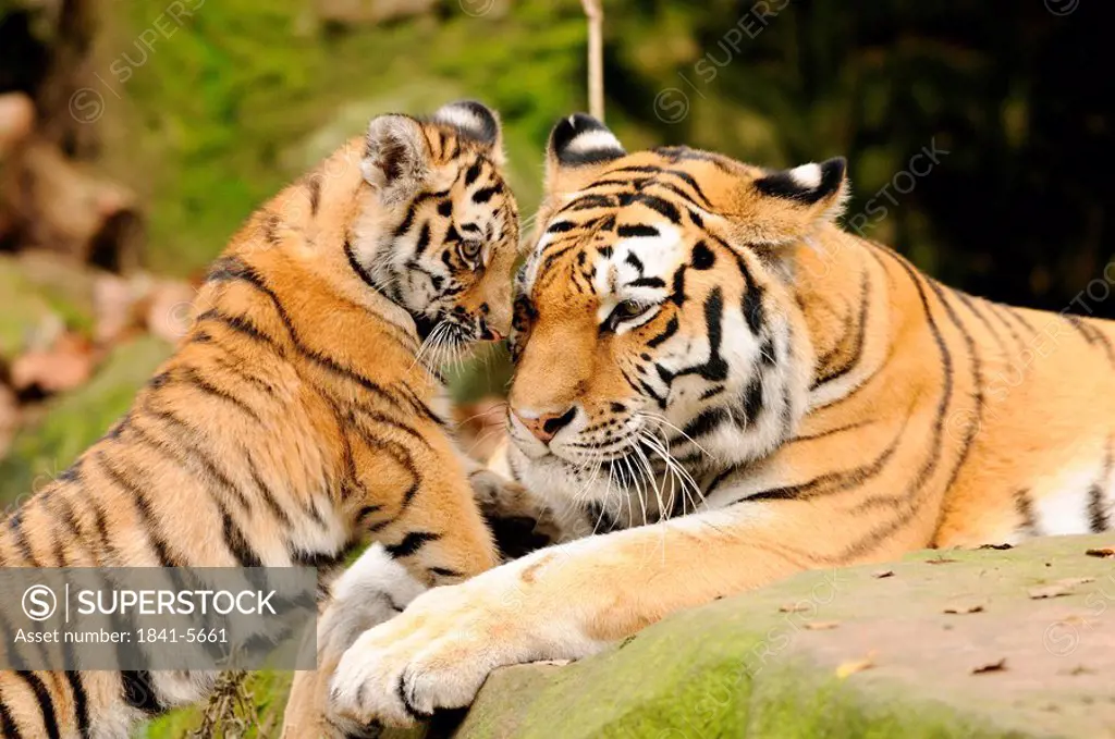 Siberian tiger Panthera tigris altaica with a cub, zoological garden of Augsburg, Germany, close_up