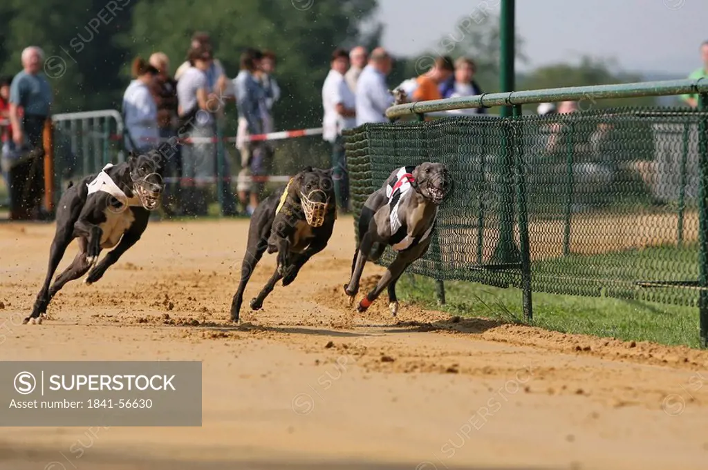 Whippet dogs running on race track