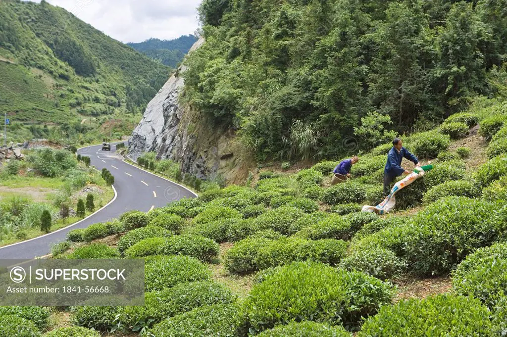 Two gardeners near shrubs on roadside, Anhui, China