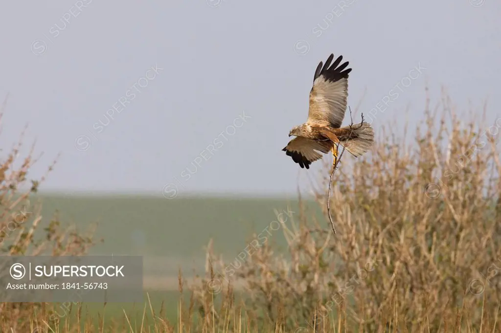 Western Marsh Harrier Circus aeruginosus in flight with twig in its claw