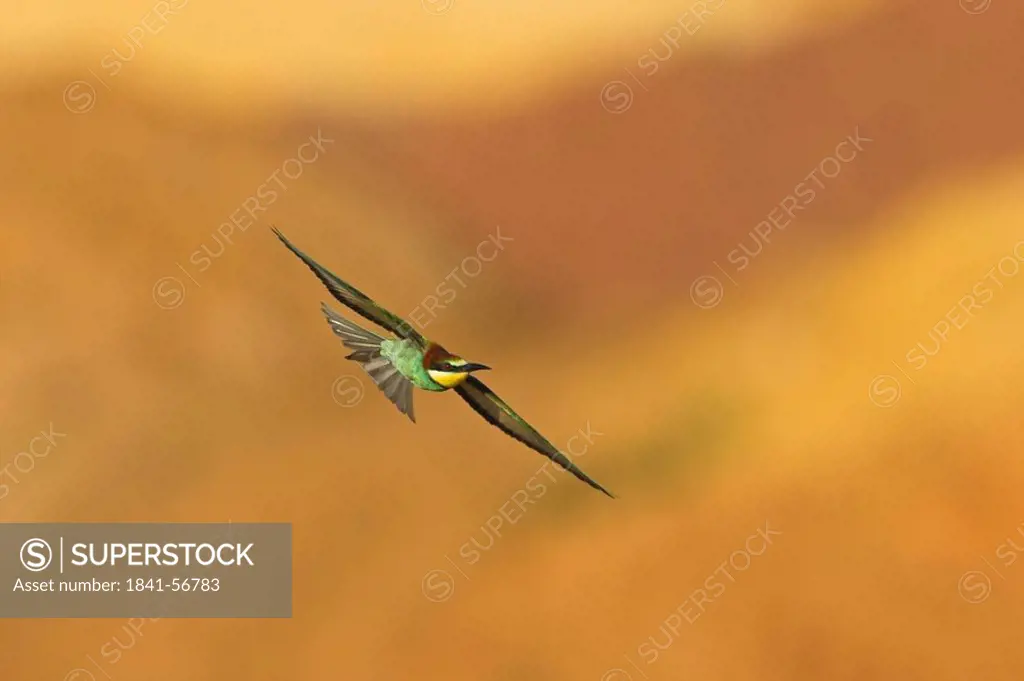 European Bee_eater Merops apiaster in flight