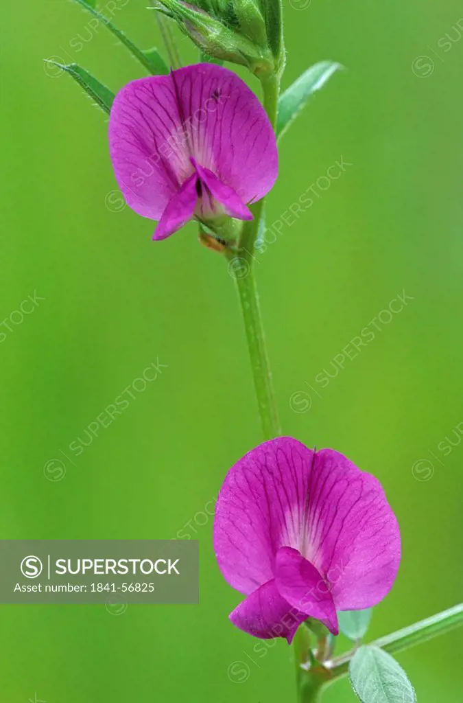 Close_up of blooming flowers of Common Vetch Vicia sativa, Schleswig_Holstein, Germany