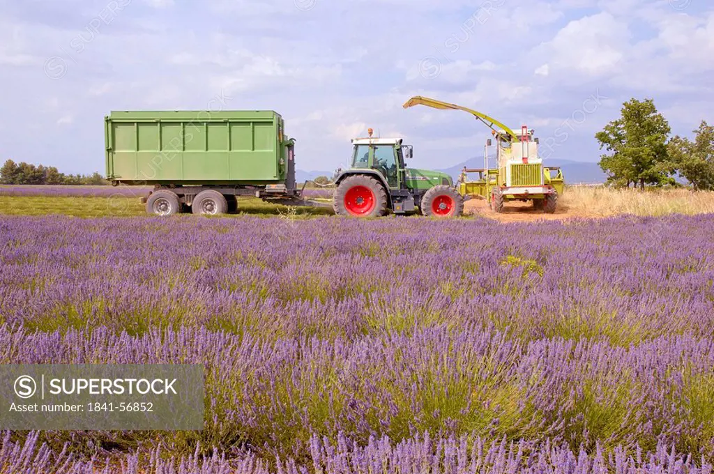 Harvesting machine in lavender field, Alpes_De_Haute_Provence, France