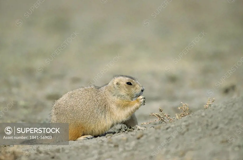 Black_tailed Prairie Dog Cynomys ludovicianus eating, close_up, side view