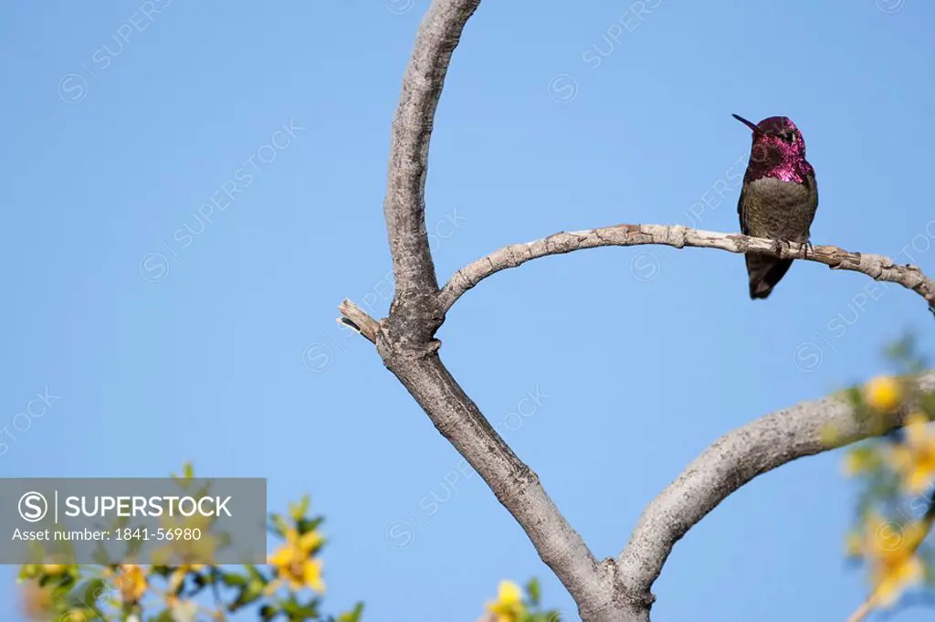 Hummingbird perching on a twig, Arizona, USA, low angle view