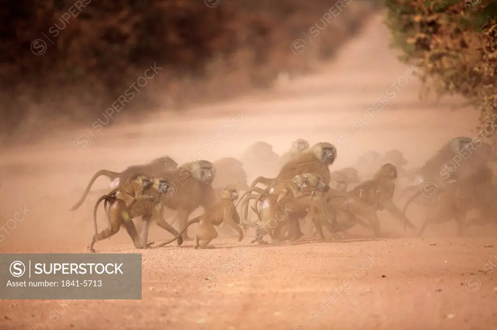 Guinea Baboons, Papio papio, Gambia, West Africa, Africa