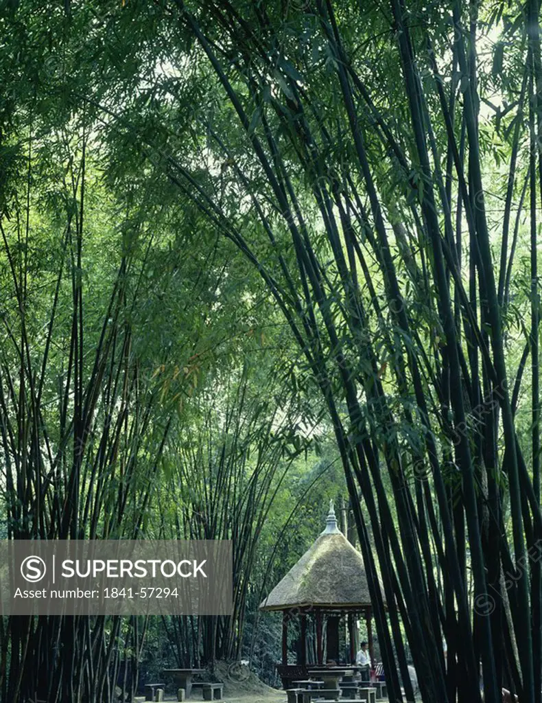 Gazebo surrounded by bamboo trees, Chengdu, China