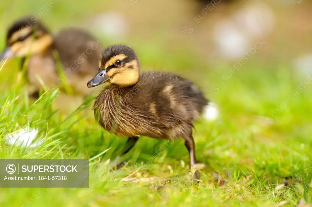 Close_up of Mallard Anas platyrhynchos ducklings in field
