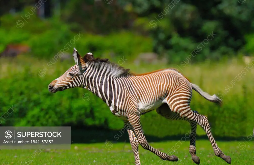 Burchell´s zebra Equus quagga quagga running in field
