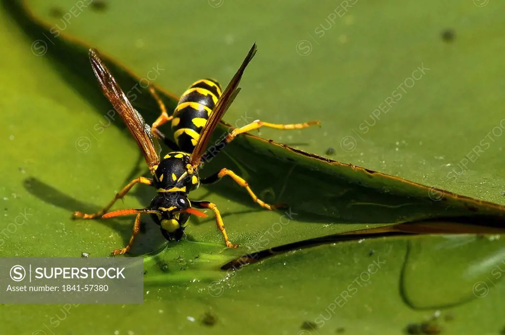 Close_up of wasp on lilypad