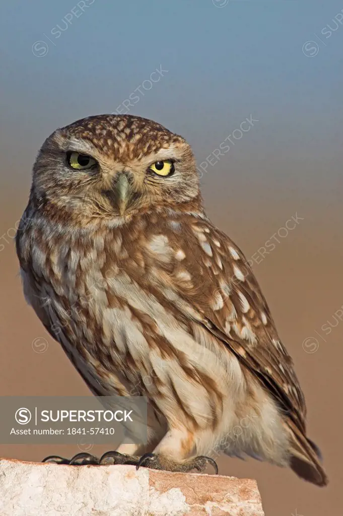 Close_up of Little owl Athene noctua on stone