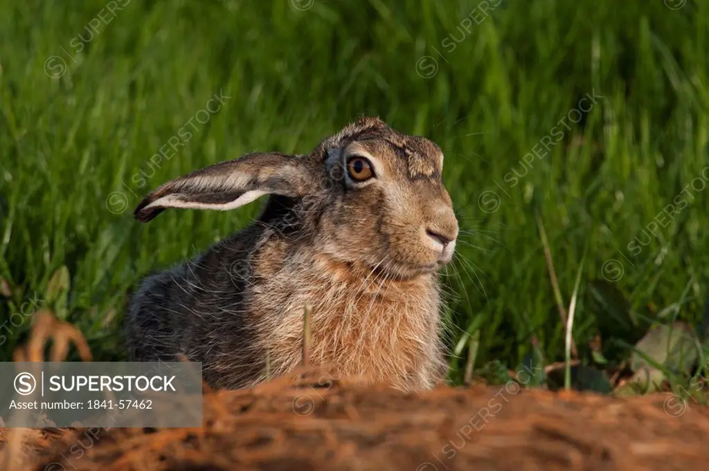 field hare, Lepus capensis, portrait