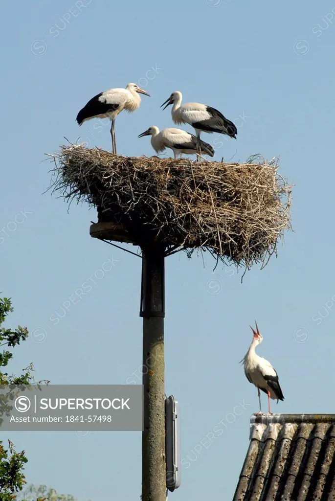 Storks in net, Bergenhusen, Schleswig_Holstein, Germany