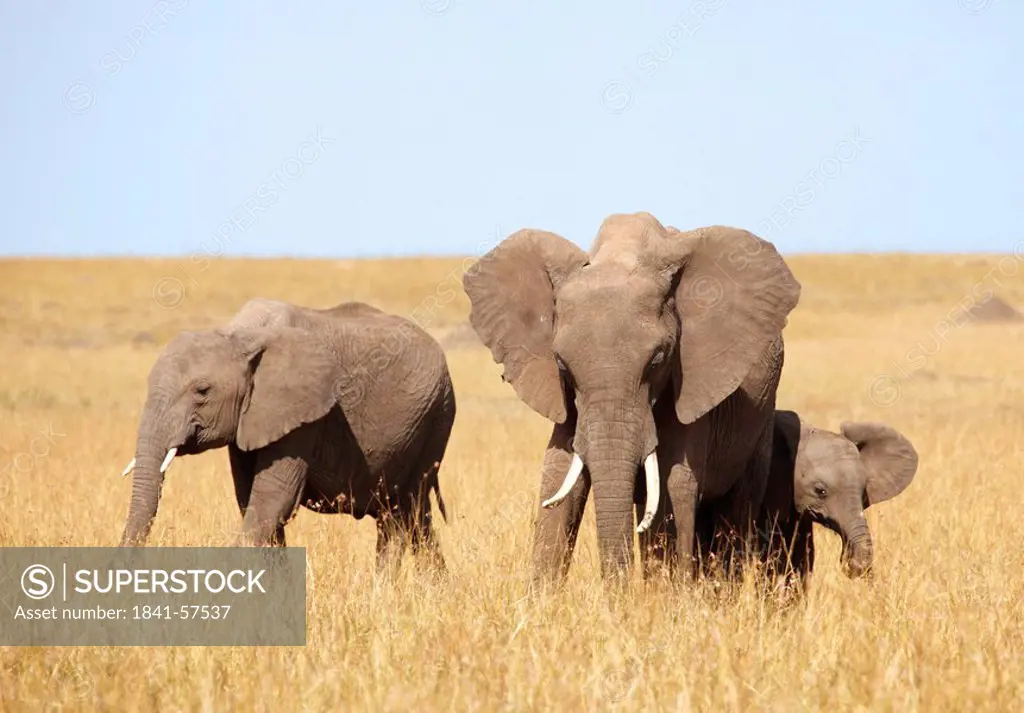 African elephants Loxodonta africana eating, Masai Mara National Reserve, Kenya